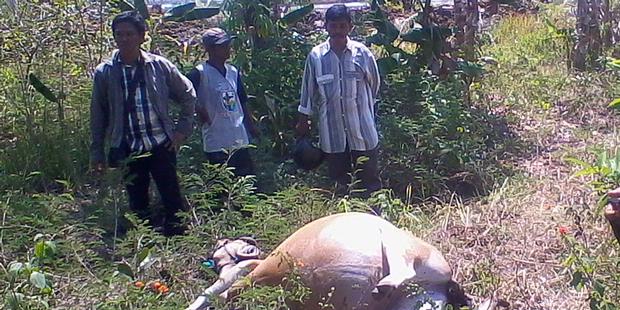 Diare, Depresi, 16 Sapi di Pekanbaru Mati Mendadak, Virus Mematikan Ini Penyebabnya