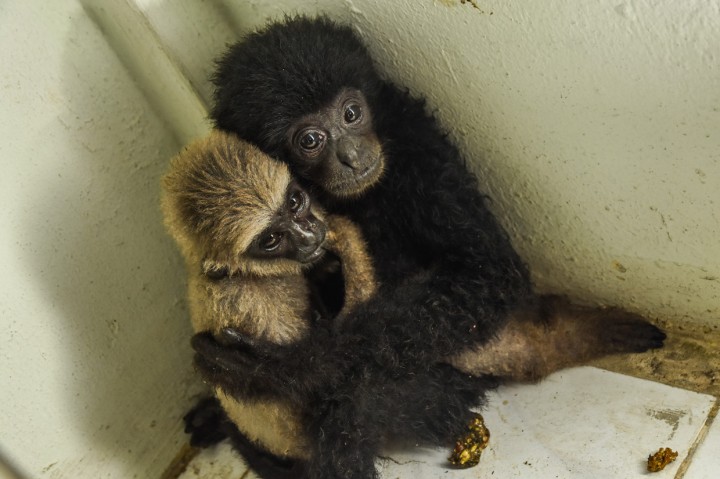 BKSDA Riau Rawat Dua Anakan Primata dari Polda Riau