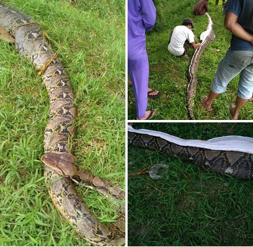 Warga Keritang Tangkap Ular Piton di Kebun Sawit, Saat Perutnya Dibelah, Isinya...