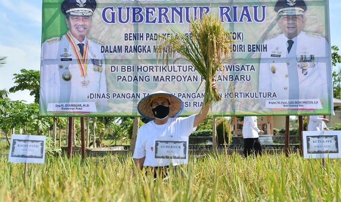 Tahun 2021, Produksi Padi Riau  Capai 223.399 Ton