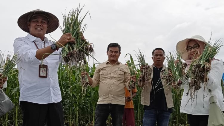Kadis Ketahanan Pangan Panen Cabai dan Bawang di Sicantig