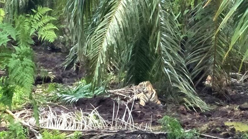 Terdesak, Harimau Bonita Terlihat Mondar-mandir di Lokasi Dia Tertembak Bius