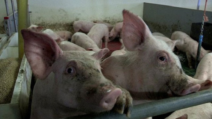 Meresahkan, Satpol PP Tertibkan Peternakan Babi Ilegal di Siak II