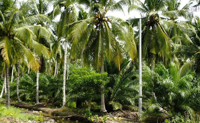 GAWAT...70 Persen Kebun Kelapa Masyarakat Desa Tanjung Lajau Hancur