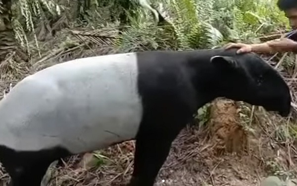 Warga Inhil Riau Temukan Tapir Terperosok di Parit