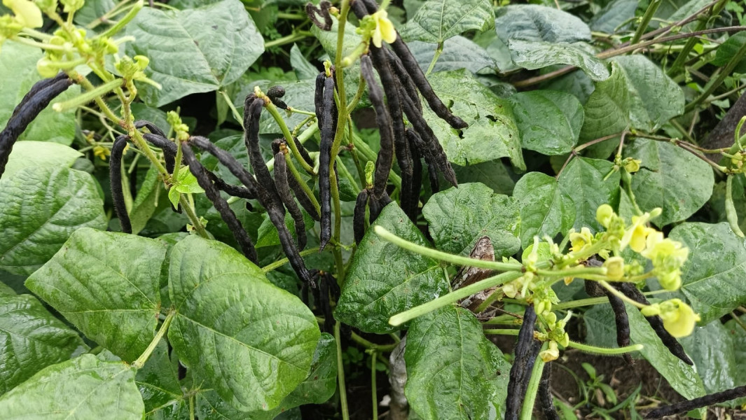 Kacang Hijau Varietas Srikandi dan ASRI Bisa Hasilkan 3 Ton per Hektare