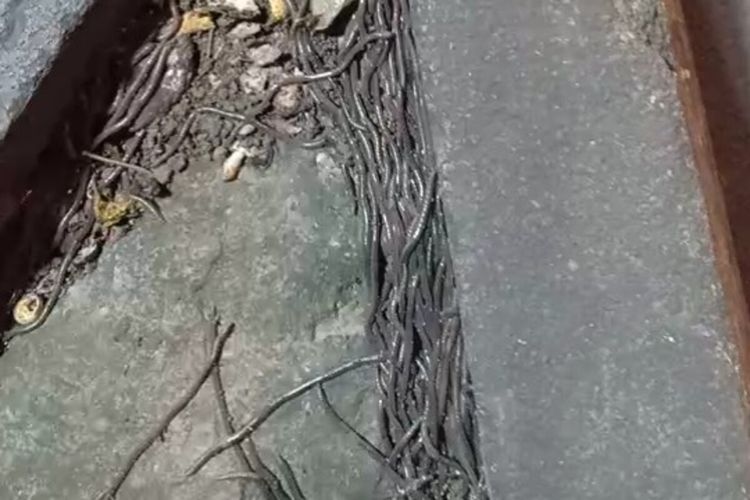 Heboh, dari Pagi hingga Siang Cacing-cacing Ini Tak Henti Keluar dari Tanah, Jumlah Banyak Banget