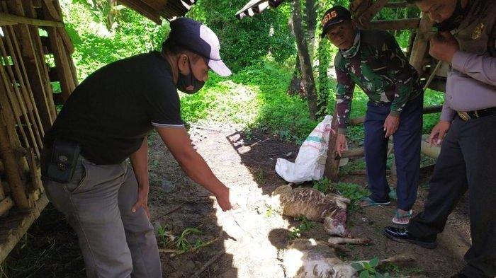 Terungkap! Ternyata Ini Makhluk Misterius di Balik Matinya Puluhan Kambing, Polisi: Sosok Ajag Sangat Galak