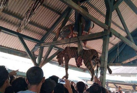 Ditombak, Harimau Sumatera di Madina Mati Mengenaskan, Tubuhnya Digantung dan Ditonton Ramai-ramai