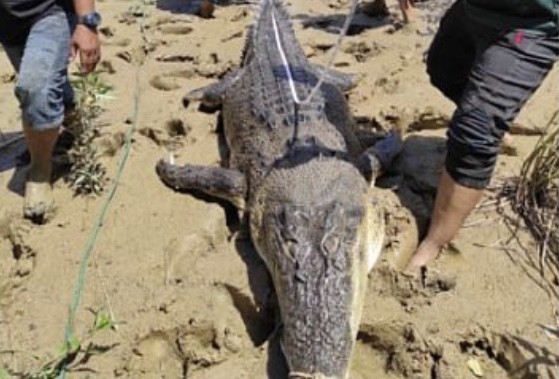 Buaya 4 Meter Mati Dijebak, Saat Perutnya Dibelah Ada Beberapa Potongan Tubuh Manusia