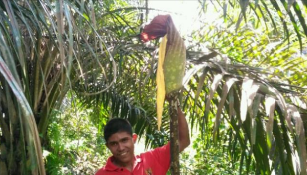 HEBOH...Dua Telah Layu, Warga Kampar Kembali Temukan Bunga Bangkai Siap Mekar di Kuok