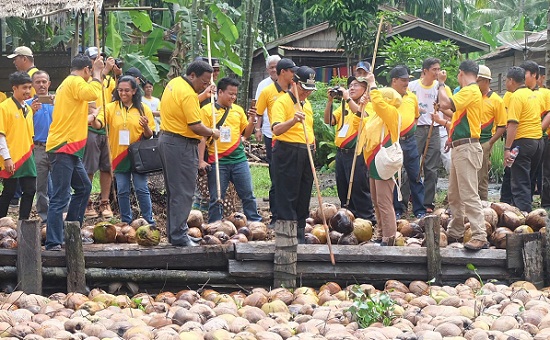Field Trip, Bupati Inhil dan Delegasi APCC Tinjau Proses Panen Kelapa di Tempuling