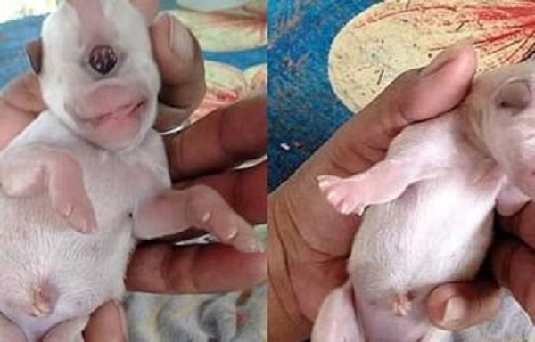 Kelahiran Anjing Bermata Satu Ini Bikin Geger Warga, Katanya Mirip Dajjal