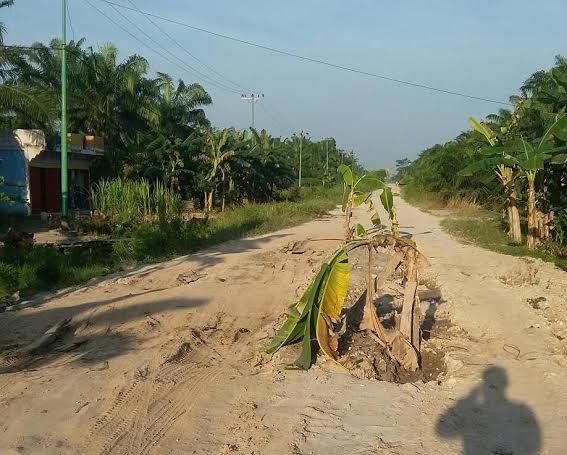Kurang Perhatian Pemkab Bengkalis, Masyarakat Tanam Pohon Pisang di Tengah Jalan
