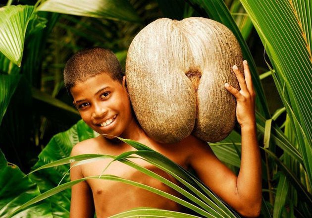 Namanya Coco De Mer, Benarkah Buah Ini yang Membuat Nabi Adam dan Hawa Dikeluarkan dari Surga?