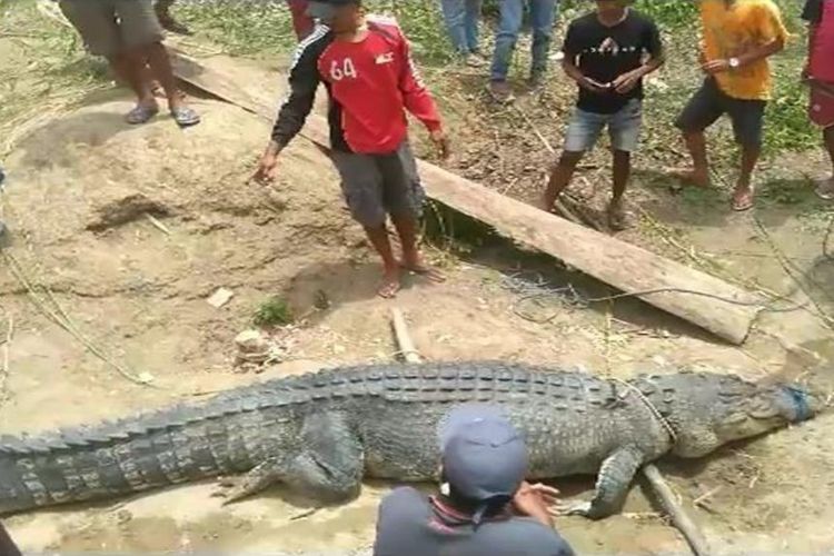 Warga Tangkap Buaya Besar yang Pernah Mangsa Manusia, di Perutnya Ditemukan Tombak