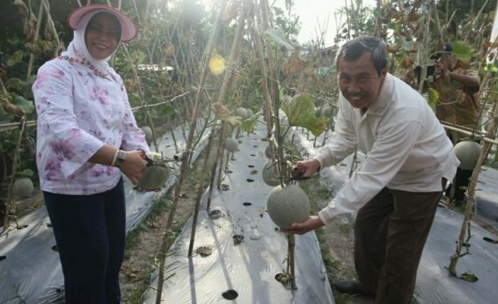Panen Buah Melon, Bupati Syamsuar Sebut Banyak Warga Siak yang Tak Lagi Bergantung pada Sawit 