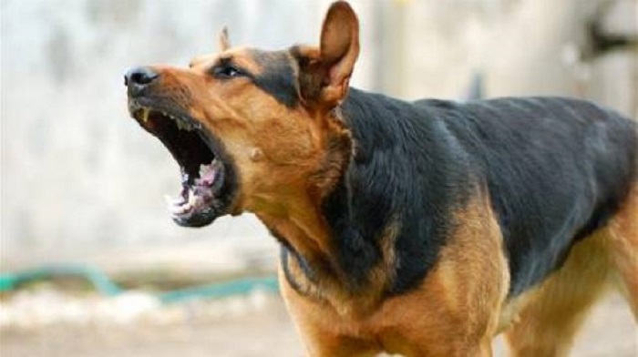 GEGER...Ada Anjing Mistrerius Berkeliaran di Gema-Kampar Kiri Hulu, Dua Orang Jadi Korban