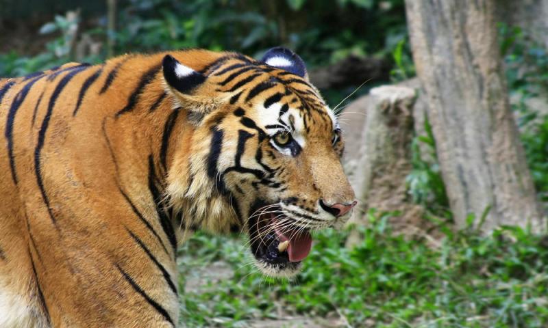Ganas! Tengah Malam Ada di Dalam Hutan, Warga di Pelangiran Tewas Diterkam Harimau Sumatera