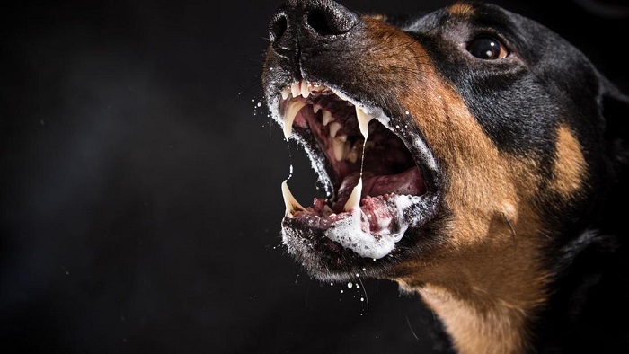 Warga Inhil Meninggal Dunia Setelah Digigit Anjing Rabies