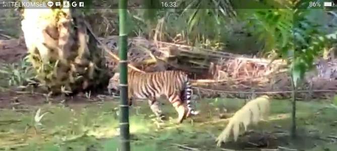 Sejumlah Warga Tanjung Simpang Pelangiran Diserang Harimau Sumatera