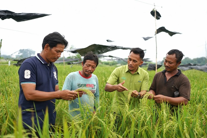 Asa Kelompok Tani Tanjung Pulai Sejahtera  Pelalawan Membangun Kemandirian  Lewat Budidaya Padi