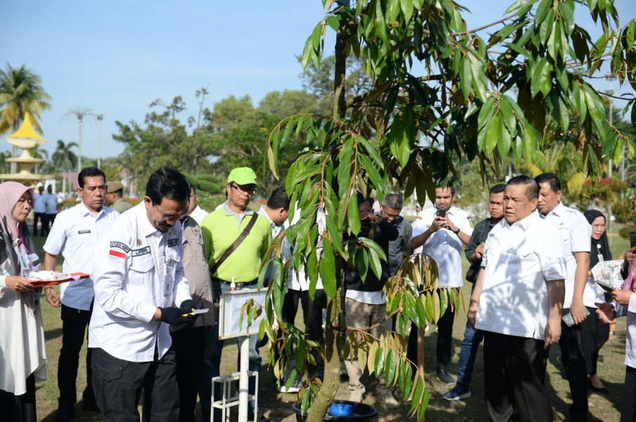 70 Pohon Bibit Durian Musang King Ditanam di Halaman Kediaman Gubernur Riau