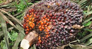 Daftar Lengkap Harga Sawit di Riau