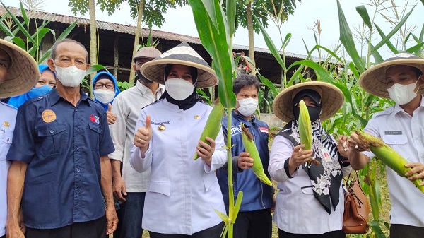 Optimalkan Penyediaan Pangan, Bupati Inhu Resmikan 10 LPM Gapoktan 