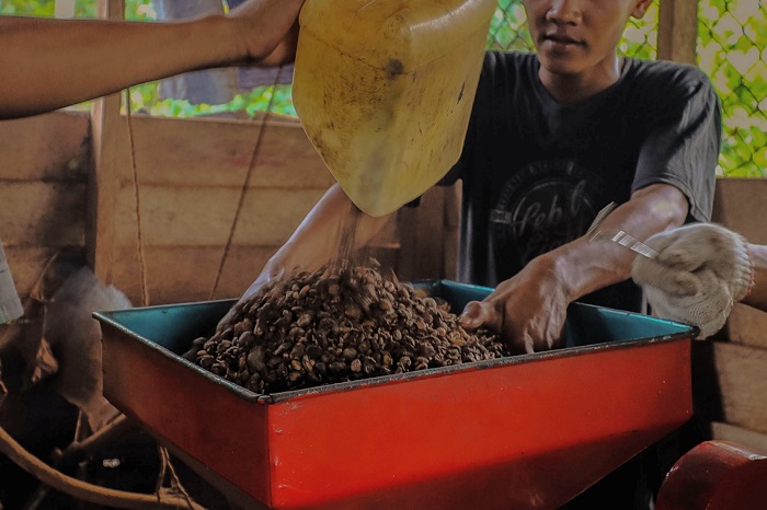 Liberika Meranti Disebut Jadi Kopi Masa Depan di Tengah Ancaman Krisis Iklim Global