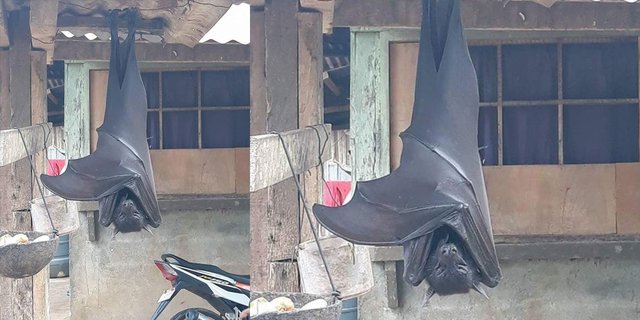 Heboh! Ada Kelelawar Segede Anak Manusia Menggantung di Depan Rumah Warga, Ini Fotonya