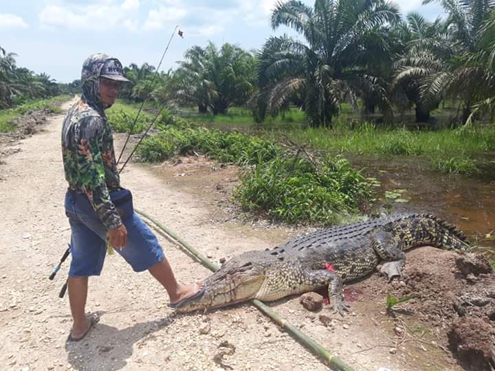 Merinding! Lagi Asik Mancing, Pria di Rengat-Riau Ini Dikejar Buaya Hingga ke Darat
