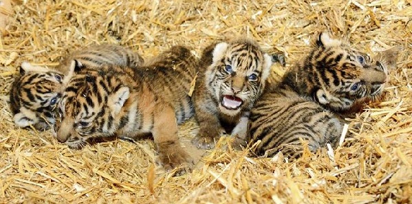Alhamdulillah, Sehat, 4 Bayi Harimau Sumatera Lahir di Berlin Segera Ditampilkan pada Khalayak
