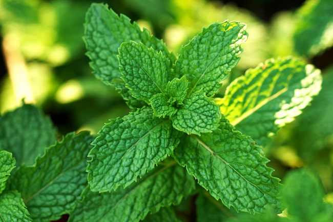 Obat Mulas Sesuai Penyebabnya