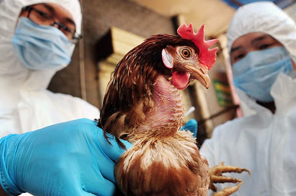 Pj Wali Kota Pekanbaru Imbau Masyarakat Waspadai Wabah Flu Burung
