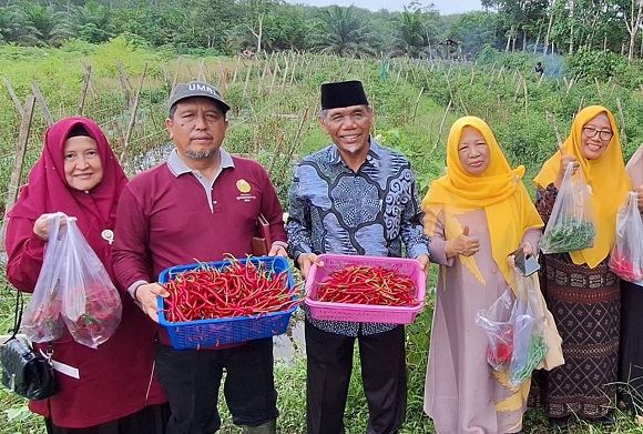 Dukung Ketahan Pangan Nasional, Rektor Umri Panen Cabai di Hamka Boarding School