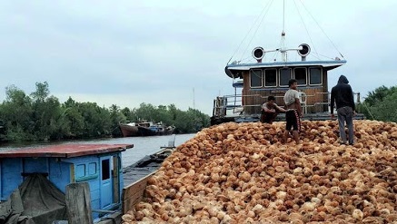 Angkut 70 Ton Kelapa dari Guntung Inhil, Kapal Motor Setia GT-31  Tenggelam di Lingga Kepulauan Riau, Lima ABK Berhasil Diselamatkan