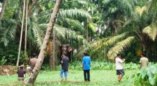 TAK TAKUT...Gajah Liar yang Masuk Pemukiman Warga Mandau Malah Jadi Tontonan