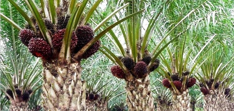 Lagi, Harga Kelapa Sawit Riau Naik Rp72,29 per Kg