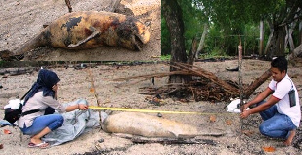 GEGER... Warga Inhil Temukan Seekor Lumba-lumba Terdampar di Pantai Solop