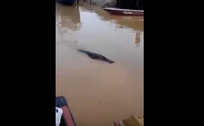 NGERIII...Buaya Tiba-tiba Muncul di Pelabuhan, Warga Bukannya Takut Malah Kasih Makan, Ini Videonya