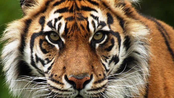 HOROR...Harimau Sumatera Masuk Kampung, Sudah Mangsa 3 Kambing, Itik hingga Monyet