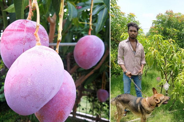 Tak Sengaja Tanam Mangga Termahal di Dunia, Petani Ini Kini Harus Sewa Petugas Keamanan