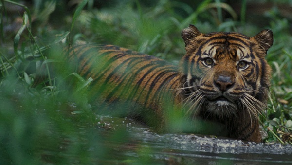 Wajah dan Leher Berlubang Bercucuran Darah, Pencari Kayu Mahang Diduga Diserang Harimau di Pedalaman Teluk Lanus