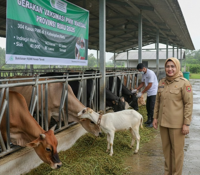 304 Kasus Penyakit Mulut dan Kuku Ditemukan  pada Hewan Ternak di Riau