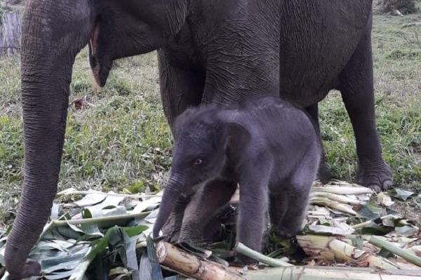 Ria, Gajah  Sumatera 45 Tahun  Melahirkan...