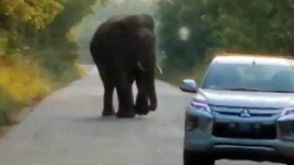 Gajah Jantan Dewasa di Duri Hadang dan Datangi Mobil Melintas di Area Pertamina, Sopir  Pilih Balik Arah...