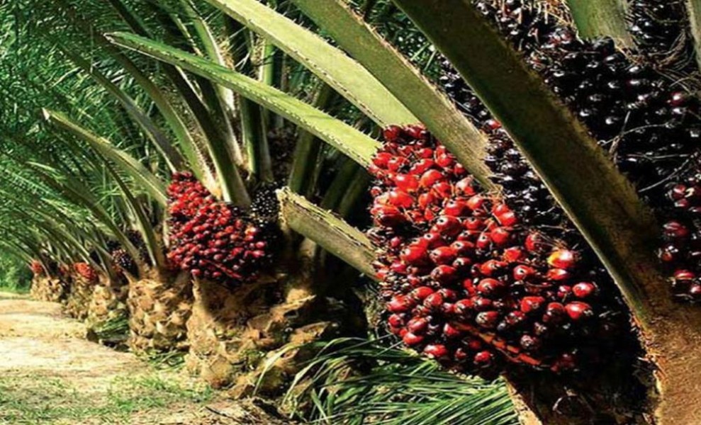 Penetapan Harga TBS Kelapa Sawit Kemitraan Swadaya di Riau Periode 26 Maret – 15 April 2025