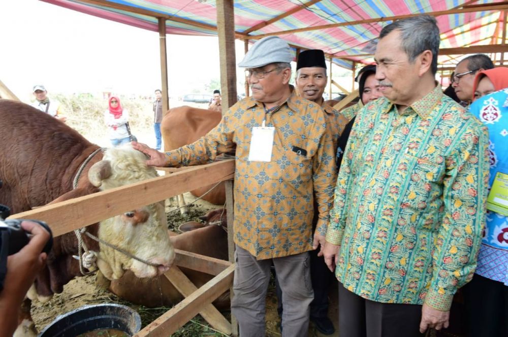 Tingkatkan Produksi, Gubri Ingin Kurangi Pasokan Sapi Potong Daerah Lain