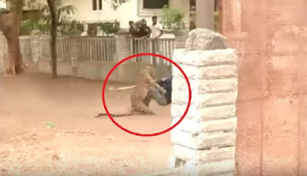 MERINDING...Begini Detik-detik Macan Tutul Serang Warga Desa, Tonton Videonya